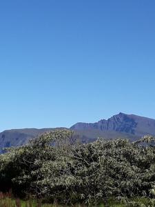 un árbol en primer plano con montañas en el fondo en chalet volcan, en La Plaine des Cafres