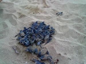 Spiaggia vicina o nei dintorni dell'appartamento