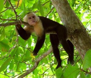 Altri animali domestici presso l'appartamento o nei dintorni