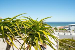 a plant on a beach with the ocean in the background at Kaalvoet Self-Catering Apartments in Yzerfontein
