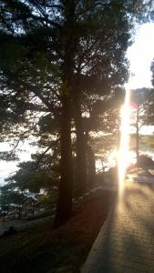 Słońce świeci przez drzewo na chodniku w obiekcie Scents of nature-Dubrovnik area w mieście Mlini