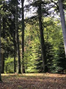a forest with trees and leaves on the ground at Domaine de la Vaudouriere in Lunay