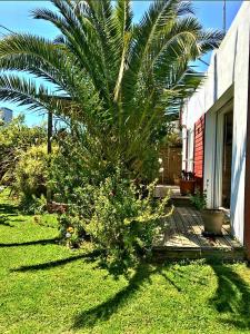 un palmier dans une cour à côté d'une maison dans l'établissement La Breizh'îlienne, à Groix