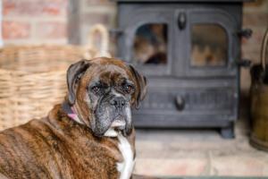 a brown dog sitting in front of a stove at Manor Lodge, Walberswick (Air Manage Suffolk) in Southwold