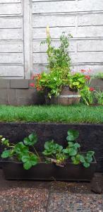 Zahrada ubytování habitac privada Bed n Bkf Patagonia Norte - Puerto Varas Homestay - BnB Plus