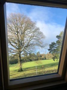a window with a view of a tree in a field at The old school house in Burwarton