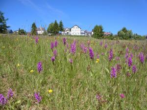 a field of purple flowers in a field of grass at Hotel Schöne Aussicht in Masserberg