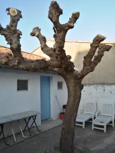 a tree in front of a building with two chairs at Cmr in Saintes-Maries-de-la-Mer