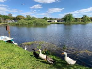 un grupo de patos parados en la hierba cerca de un lago en Private Tropical Waterfront Sanctuary w pool, hot tub & an island! Pet Friendly, en New Port Richey