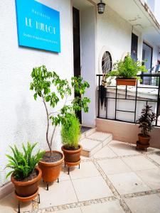 Résidence Le Hublot في أنتاناناريفو: مجموعة من النباتات الفخارية الموجودة خارج المبنى