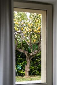 un árbol con naranjas andanas en él en La Talega en Otranto