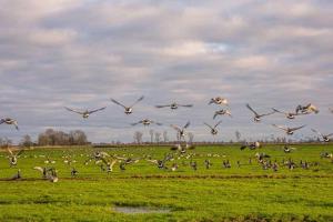 a flock of birds flying over a field at Wiemannshof 25191 in Bunde