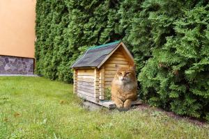 a cat sitting on top of a wooden bench at Zakarpatskiy Oazis in Karpaty