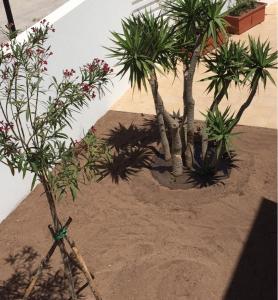 un gruppo di alberi e piante in un giardino di Terrazza D'Amare a Favignana