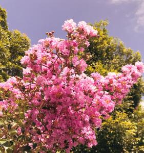 a tree filled with lots of pink flowers at Sutherland Motel in Sutherland