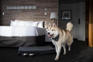 a dog standing on top of a bed in a room at Elk + Avenue Hotel in Banff