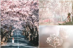 a collage of photos withakura trees and a person walking down a road at シャローム伊豆高原 in Futo