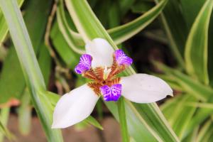 a close up of a white and purple flower at Sakabula Country Lodge in Camperdown