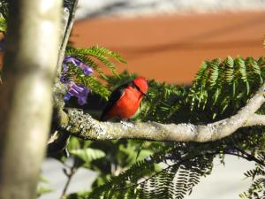 a red bird sitting on a tree branch at Hacienda Jimenita Wildlife Reserve in Puembo