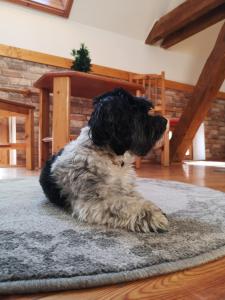 un perro blanco y negro sentado en una alfombra en Őrségi Malom Panzió, en Bajánsenye