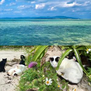 a group of cats laying on the beach at Travelers House おーさんてぃん青空舎 in Taketomi