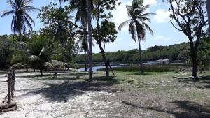 a field with palm trees and a body of water at Pousada Lagoa do Barreiro Azul in Paulino Neves