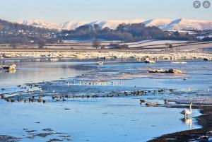 a group of birds in the water with mountains in the background at Milo’s Retreat in Arnside