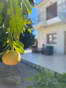 un pedazo de fruta colgando de un árbol delante de una casa en EPISKOPI VILLA, Luxury 4 Bedroom with Pool - Limassol, en Limassol
