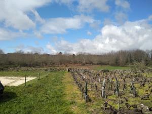 a field with a bunch of vines at PENSIÓN CASA ANTONIO in Pantón