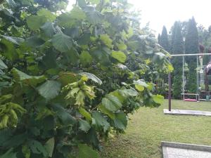 Zahrada ubytování Holiday home in Turke - Gorski Kotar 34884
