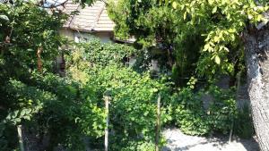 Holiday home in Tihany/Balaton 20236 8237 Tihany kép - 2