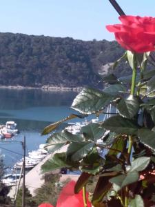 a rose on a plant with a view of a harbor at Kampor Apartment 9 in Supetarska Draga