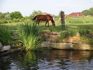 un pacage de chevaux dans un champ à côté d'un étang dans l'établissement Rekreacni dum s velkou zahradu a venkovnim bazen, à Frýdlant