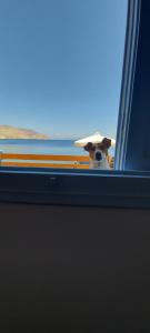 a dog looking through a window of an airplane at Symi . VILLA CALME (Sur la Mer). in Symi