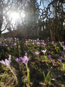 a garden with purple flowers in the grass at Haus zur lachenden Lieselotte I 5 Minuten zu Fuß zum kostenlosen Naturbad I Messenähe I Waldnähe in Postbauer-Heng