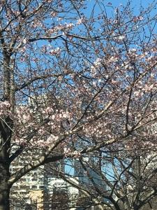 a tree with pink flowers in front of a building at Share House on the Hill in Yokohama