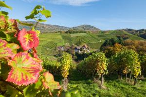 a view of a vineyard from a hill with flowers at Terrassenpark Apartments in Sasbachwalden