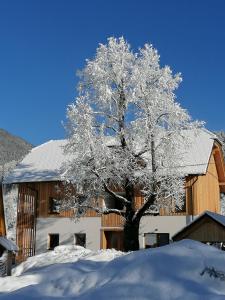 a tree covered in snow in front of a building at Apartments Gorski raj in Kranjska Gora