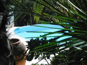 une piscine bleue avec un palmier dans l'établissement Lou Trelus, à Sainte-Maxime