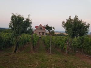 una casa en medio de un viñedo con árboles en Ubytovanie v prírode, en Čaka