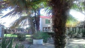 a palm tree in front of a house at Le Parasol in Ars-en-Ré