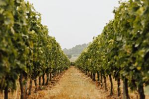 Fotografie z fotogalerie ubytování Chambres d'hôte & Gîte Château Le Conte - Saint Emilion v destinaci Saint-Émilion