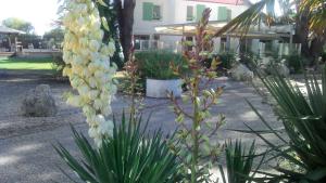 a bunch of bananas hanging from a tree in a garden at Le Parasol in Ars-en-Ré