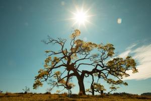 a tree in a field with the sun in the sky at Big Valley Hotel Fazenda in Serra Negra