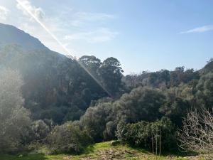 a view of a forest of trees on a hill at Mare Nostrum in Porto Ota