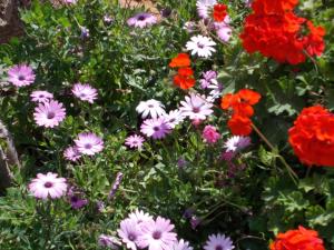 A garden outside Marina Villa