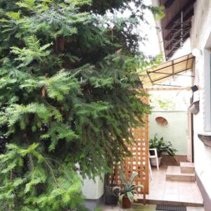 Zahrada ubytování Agave Apartman