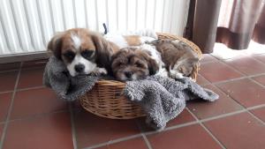 ภาพในคลังภาพของ 't Rond Bargie ในเอกซ์โล +72 ภาพ