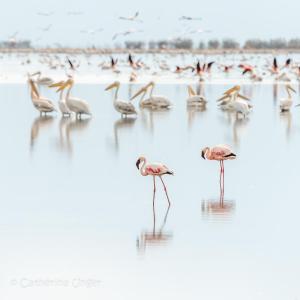 Fotografie z fotogalerie ubytování Lake Natron Maasai giraffe eco Lodge and camping v destinaci Mtowabaga