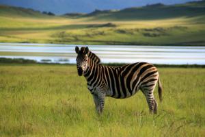 Afbeelding uit fotogalerij van Sani Valley Nature Lodges in Himeville